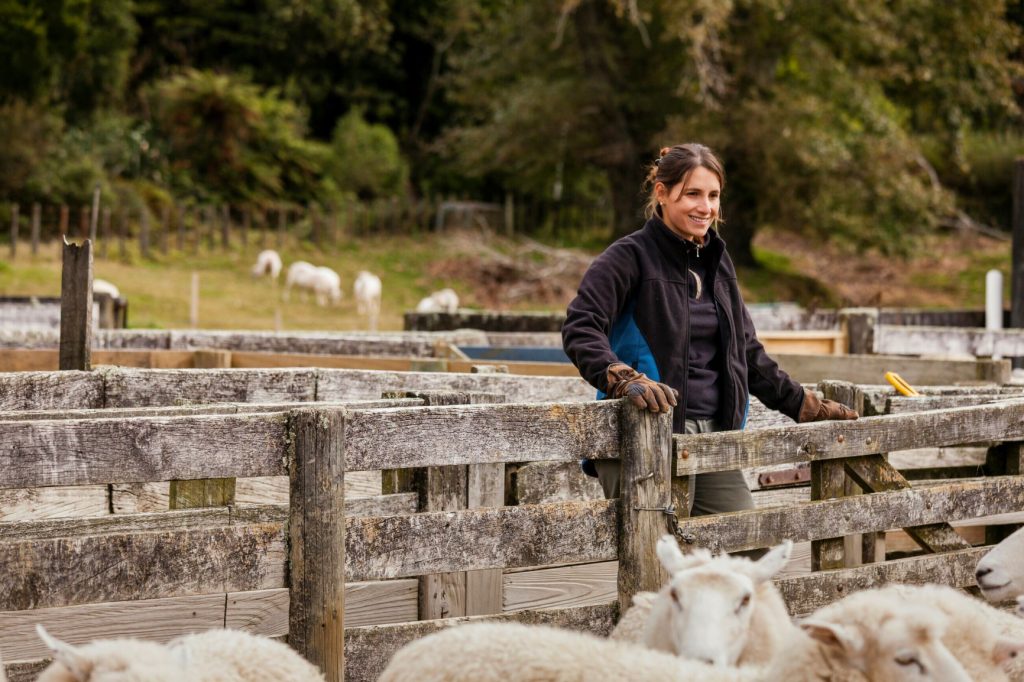 Facial eczema data Awanui Veterinary