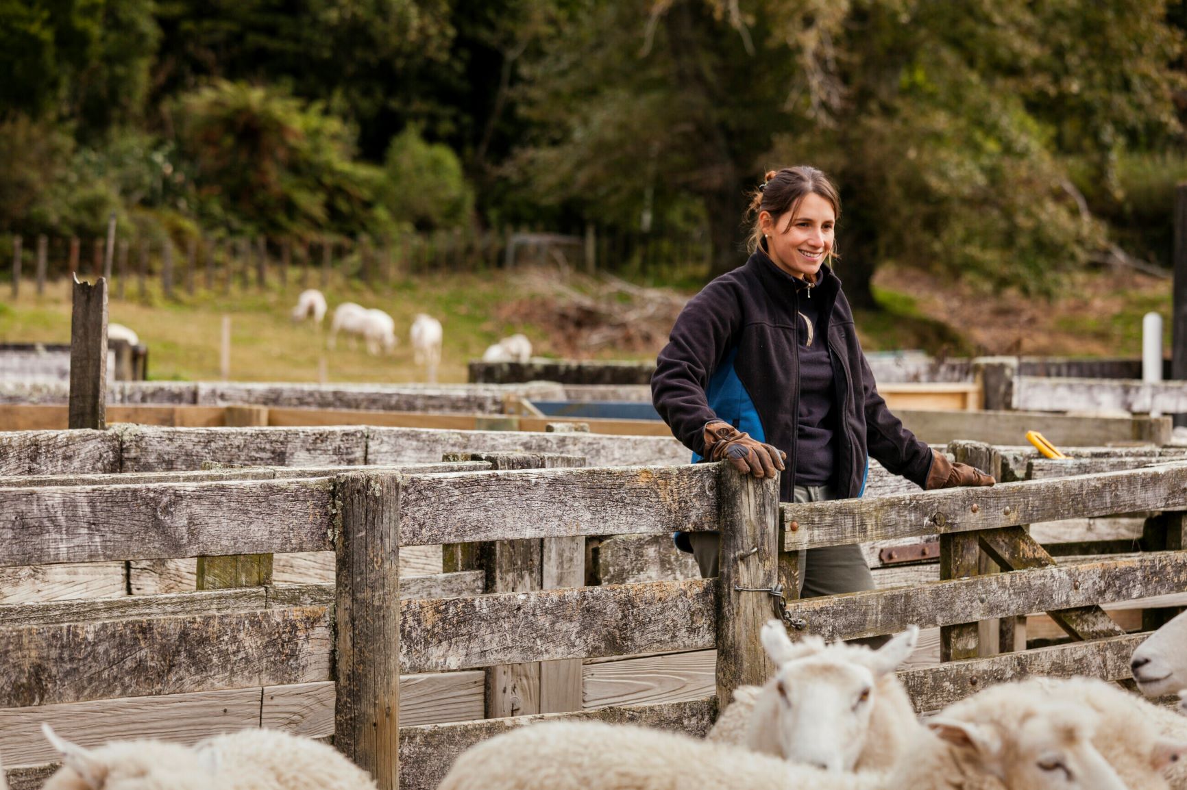 Facial eczema data Awanui Veterinary